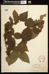Alnus incana image