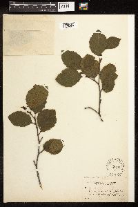 Alnus incana image