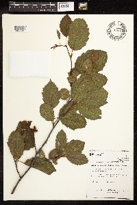 Alnus incana image