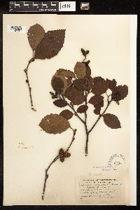 Alnus incana image
