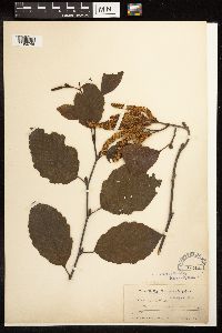 Alnus incana image