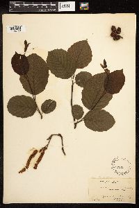 Alnus incana image