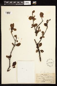 Alnus incana image