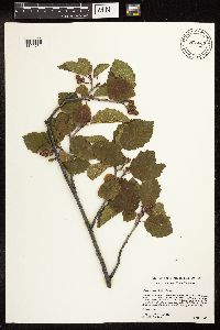 Alnus incana image