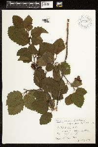Alnus incana image
