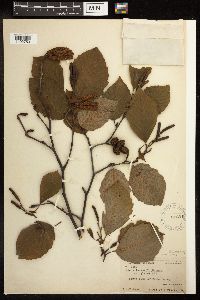 Alnus incana image