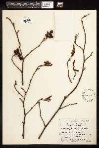 Alnus incana image