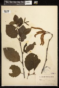 Alnus incana image