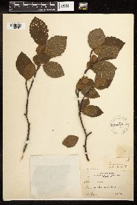 Alnus incana subsp. rugosa image