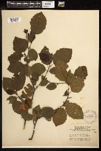 Alnus incana image