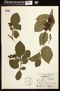Alnus incana subsp. rugosa image