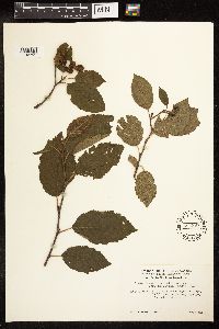 Alnus incana subsp. rugosa image