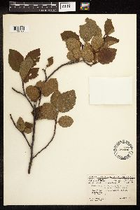Alnus incana subsp. rugosa image