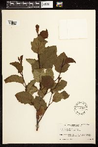 Alnus incana subsp. rugosa image