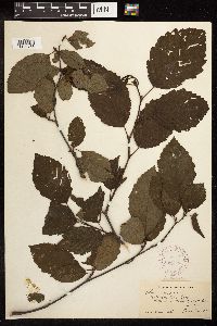 Alnus incana subsp. rugosa image