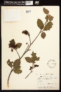 Alnus incana subsp. rugosa image