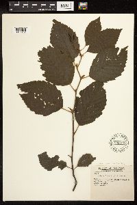 Alnus incana image