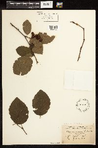 Alnus incana image