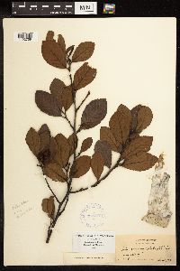 Alnus incana image