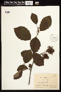 Alnus incana image