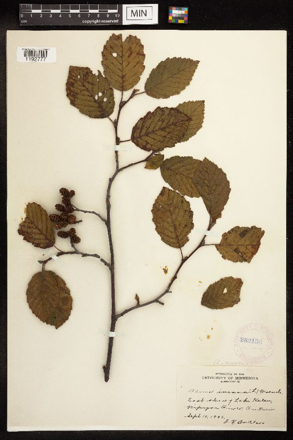 Alnus incana subsp. rugosa image