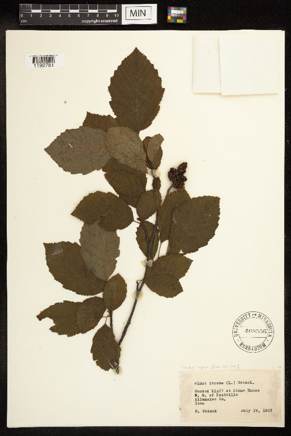 Alnus incana image