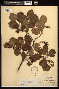 Alnus incana image