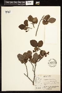 Alnus incana image