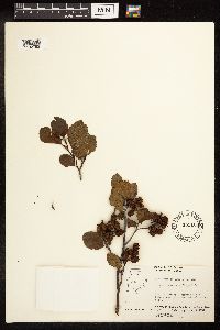 Alnus incana image
