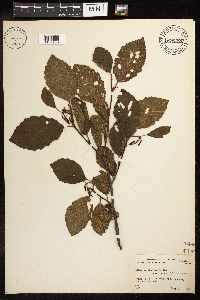 Alnus incana image