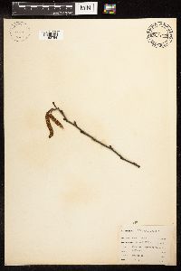 Alnus incana image