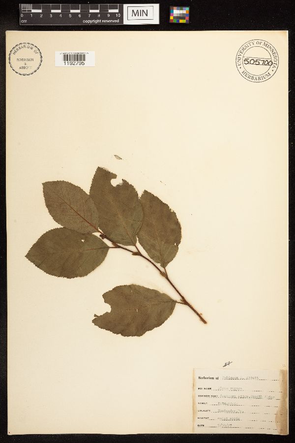 Alnus image