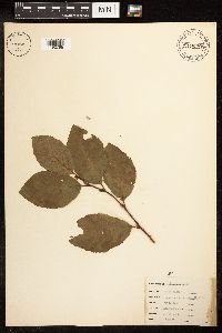 Alnus incana image