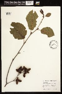 Alnus incana image