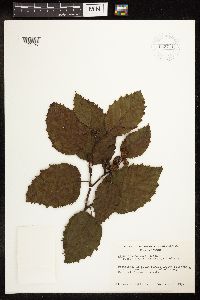 Alnus incana subsp. tenuifolia image