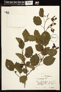 Alnus incana subsp. tenuifolia image