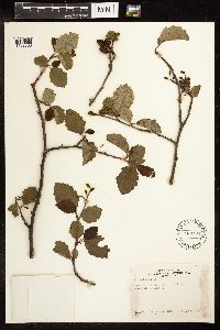 Alnus incana subsp. tenuifolia image