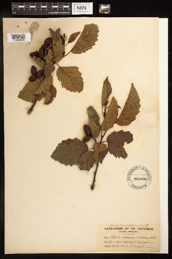 Betulaceae image