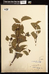 Alnus incana subsp. tenuifolia image