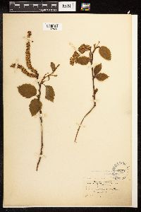 Alnus incana subsp. tenuifolia image
