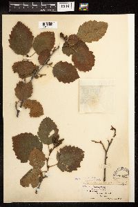 Alnus incana subsp. tenuifolia image