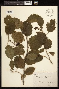 Alnus incana subsp. tenuifolia image
