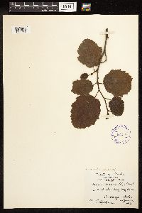 Alnus incana subsp. tenuifolia image