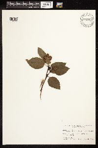 Alnus incana subsp. tenuifolia image