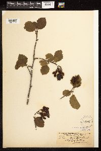 Alnus incana subsp. tenuifolia image
