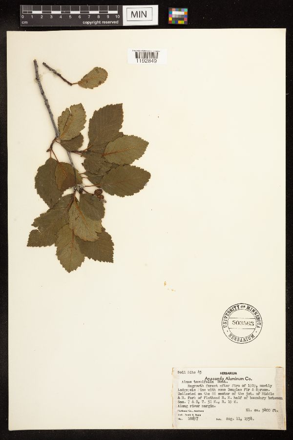Alnus incana subsp. tenuifolia image