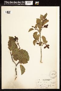 Alnus incana subsp. tenuifolia image