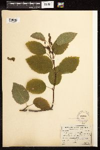 Alnus incana subsp. tenuifolia image