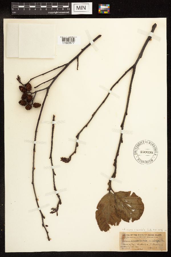 Alnus incana x serrulata image