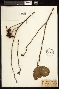 Media resource of Alnus incana x serrulata